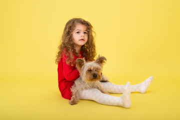 Little girl with a little puppy on a yellow background. Beauty plays with the Yorkie Terrier  like a toy.