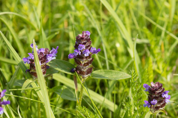 Close-up of a small purple Common self-heal, Prunella vulgaris on a summery meadow. 