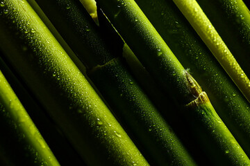 close up of green bamboo stem.