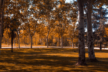 Autumn landscape in the park. Copy space. Selective focus.