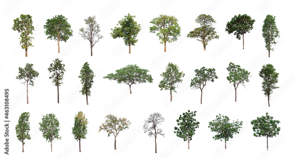 Poster set of isolated trees on white background , the collection of trees