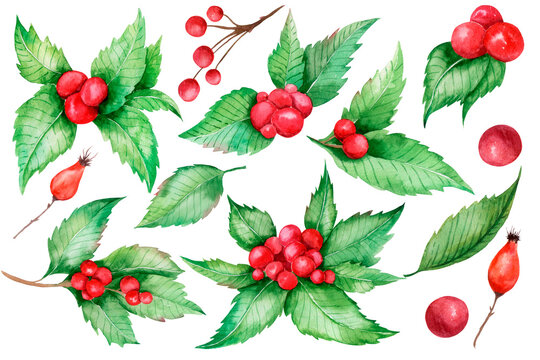 Christmas Holly Watercolor isolated on white background. Holly Berry Illustration. Hand-drawn winter berries