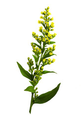 Small  sprig of goldenrod (Solidago) flowers and buds with green leaves isolated