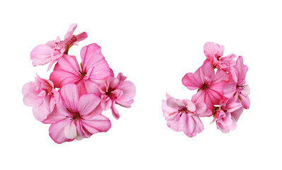 Fototapeta Set of pink geranium flowers isolated obraz