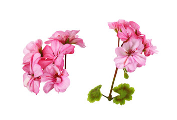 Fototapeta Set of pink geranium flowers and green leaves isolated obraz