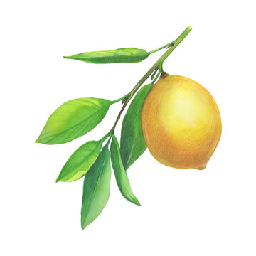 Watercolor botanical illlustration of lemon tree branch with fruits and flowers on white background.