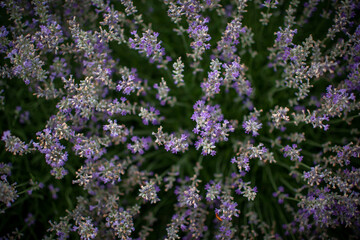 field of lavender