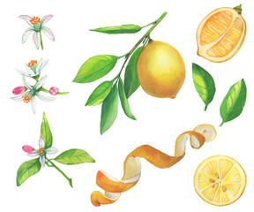 Set of watercolor illustrations of lemons. Hand painted tree branch ripe lemons with green leaves on white background for your design.