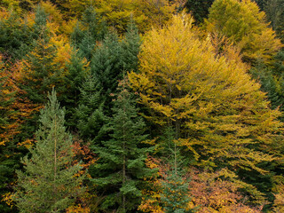 autumn in the forest