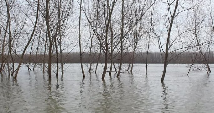 Trees flooded by the Danube during the heavy rain season, in the Tulcea region, Romania.