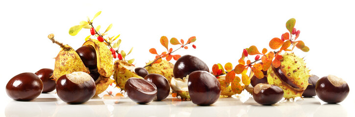 Chestnuts isolated on white Background - Chestnut Panorama