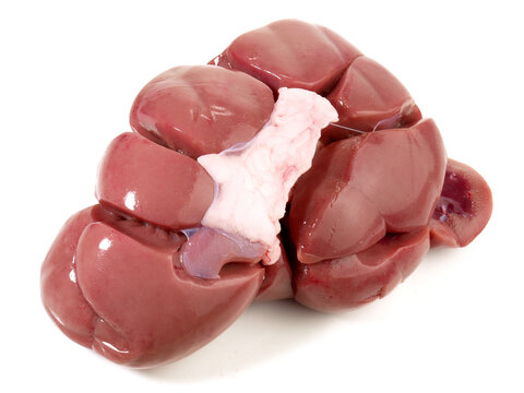 Fresh Veal Kidney on white Background