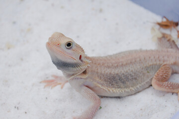 Bearded dragon albino(Pogona Vitticeps) is australian lizard  with close up