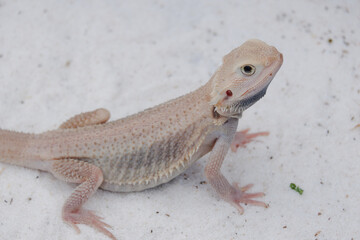 Bearded dragon albino(Pogona Vitticeps) is australian lizard  with close up