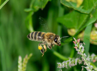 bee on a flower