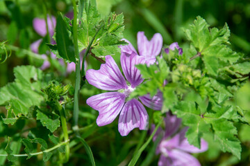 flowers in the garden