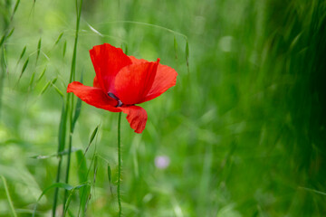 red poppy flower
