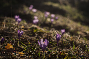 spring crocus flowers