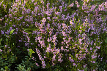 Obraz premium A carpet of Common heather, Calluna vulgaris blooming on an August day in Estonian bog. 