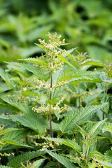 Blooming Common nettle, Urtica dioica during a summer day in Northern Europe. 