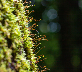 Moss with flower stems on a tree in the jungle of Costa Rica