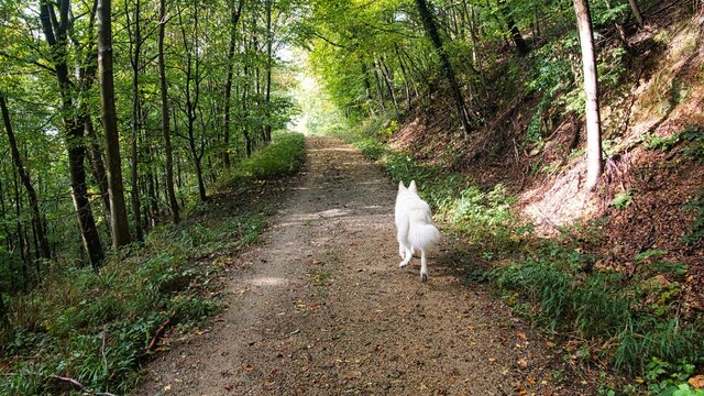 Hund (Wei&szlig;er Sch&auml;ferhund, Berger Blanc Suisse) l&auml;uft voraus beim Gassi Gehen im Wald