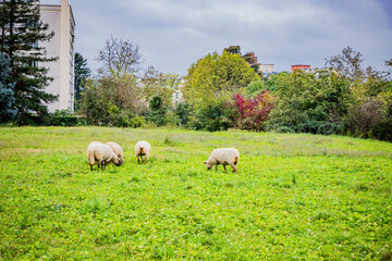 Fototapeta premium La petite transhumance du Grand-Lyon