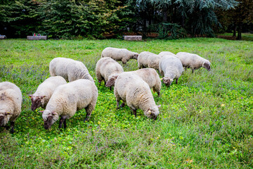 Naklejka premium La petite transhumance du Grand-Lyon