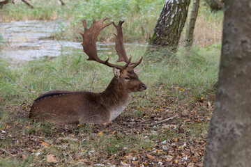 deer in the wild nature in the netherlands - obrazy, fototapety, plakaty