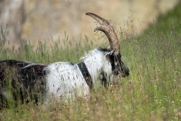 Corvara - August: a young mountain goat in Piz Boe'