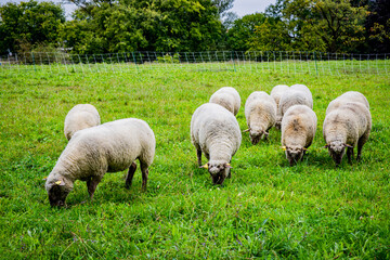 La petite transhumance du Grand-Lyon