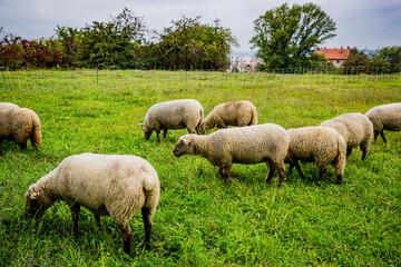 La petite transhumance du Grand-Lyon