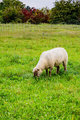 La petite transhumance du Grand-Lyon