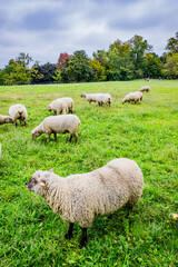 La petite transhumance du Grand-Lyon