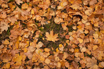 autumn leaves background