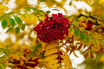 Red ripe rowan berries on a background of leaves and a cloudy sky on an autumn day