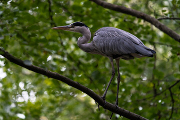 Obraz premium Grey heron on a tree branch