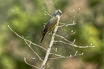 Western Kingbird of Sedona AZ