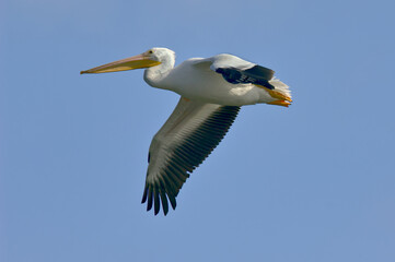 White Pelican flying alone over Watson Lake AZ
