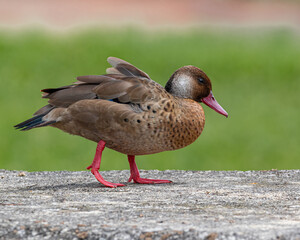 A teal looking for a warm place to rest