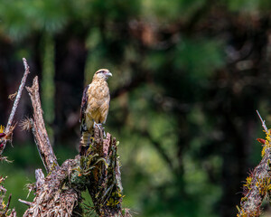 A small bird of prey watching the surroundings for food