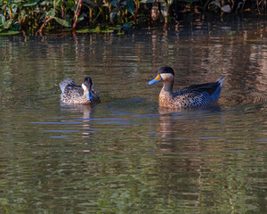 A pair of teals swimming along the river banks