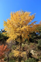 Japanese autumn color - Kamakura