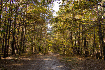Fototapeta premium An autumn view in the woods
