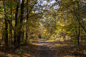 Fototapeta na wymiar An autumn view in the woods