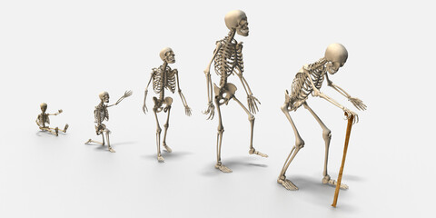 3d Generationen, Skelett vom Baby über Kleinkind, Jugendlichen, Erwachsenen und alter Mann, isoliert