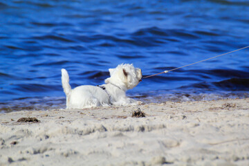 Ein Hund beim Strandspaziergang genießt die Natureindrücke.