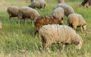 Flock of sheep in the fields of Spain