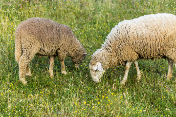 Naklejka na ściany i meble Flock of sheep in the fields of Spain