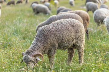 Naklejka na ściany i meble Flock of sheep in the fields of Spain